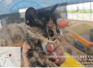 한국 고양이 이미지 파일 입니다.