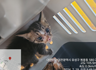 한국 고양이 이미지 파일 입니다.