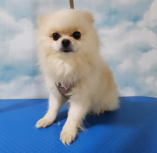 포메라니안 이미지 파일 입니다.