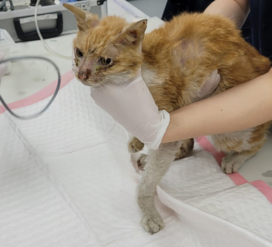 한국 고양이 이미지 파일 입니다.