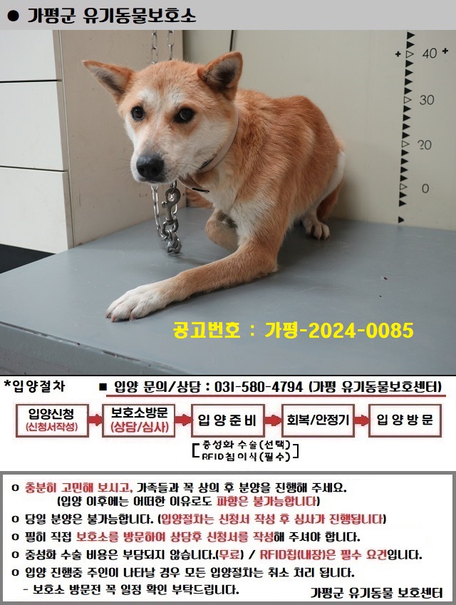 믹스견 이미지 파일 입니다.