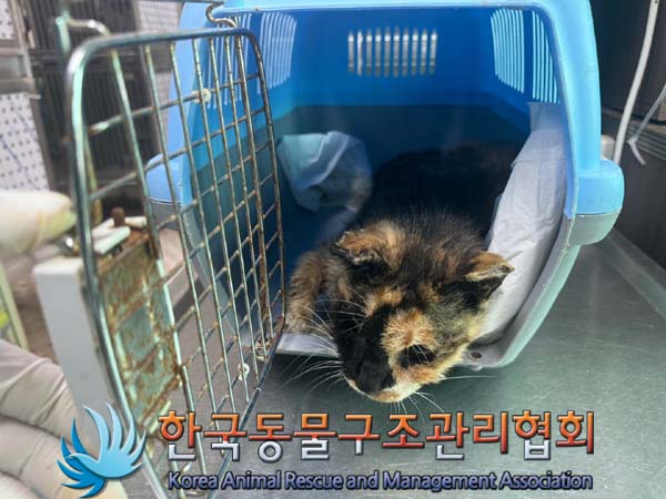 한국 고양이 이미지 파일 입니다.