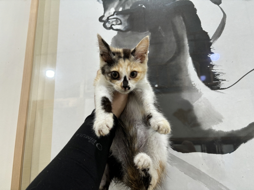 한국 고양이 이미지 파일 입니다.