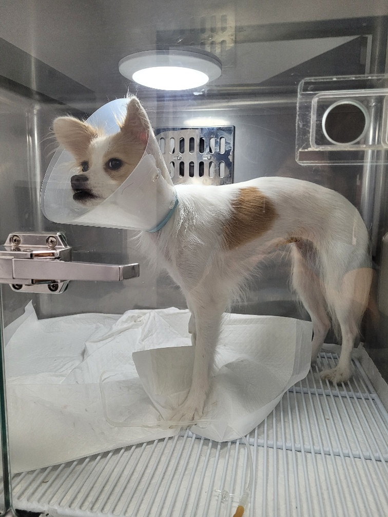 믹스견 이미지 파일 입니다.
