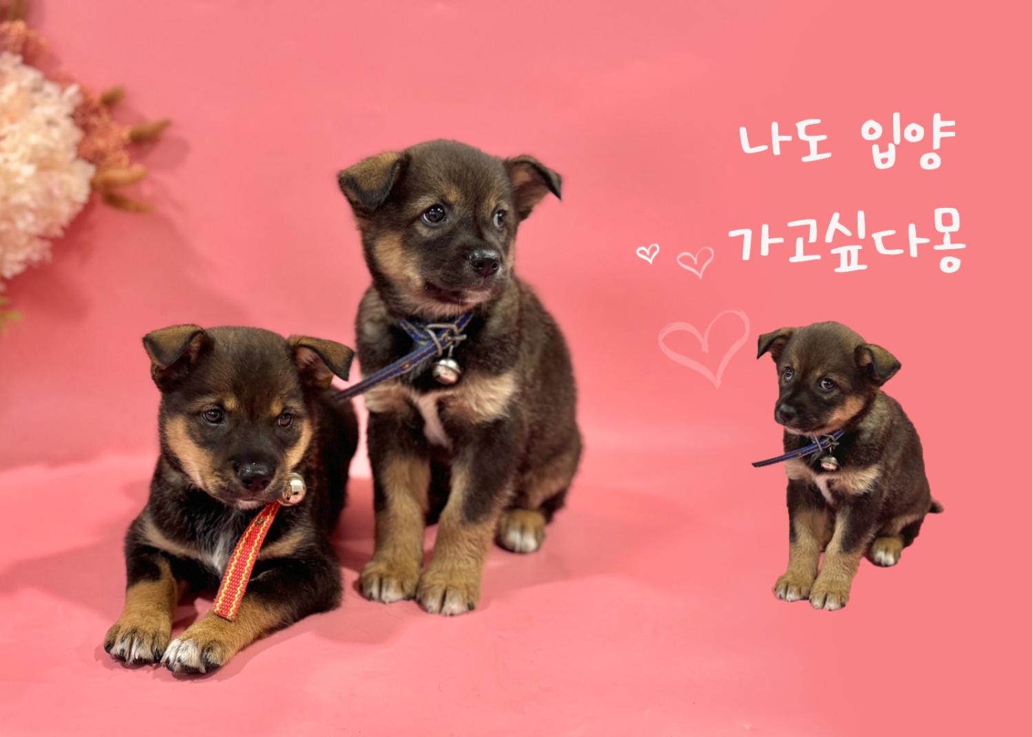 믹스견 이미지 파일 입니다.
