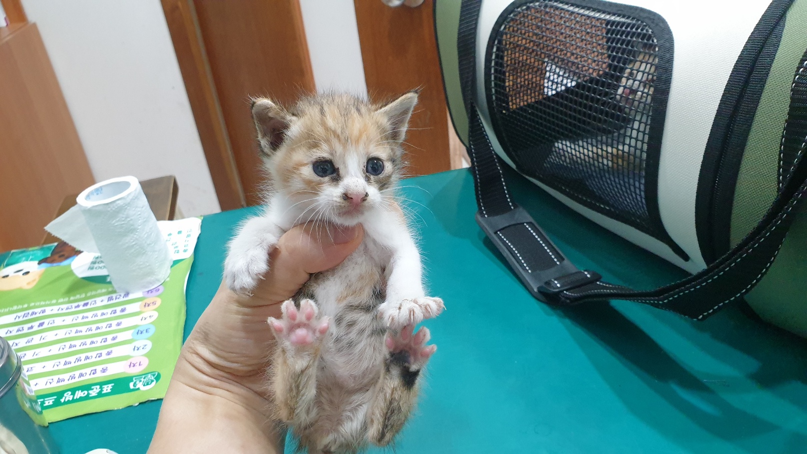 한국 고양이 이미지 파일 입니다.
