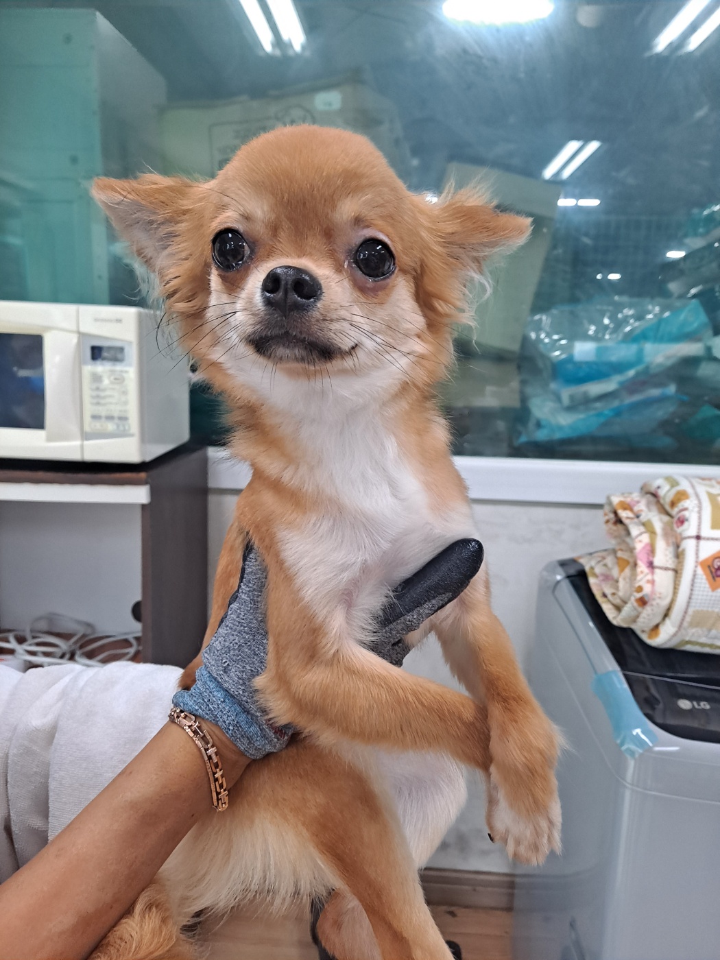 치와와 이미지 파일 입니다.