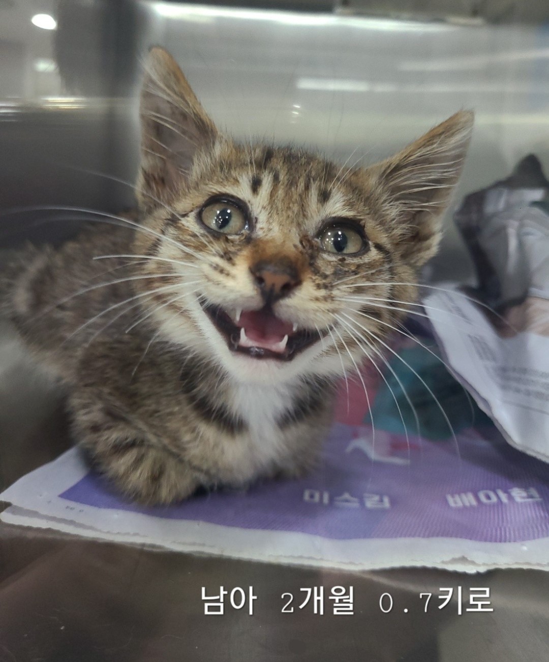 한국 고양이 이미지 파일 입니다.