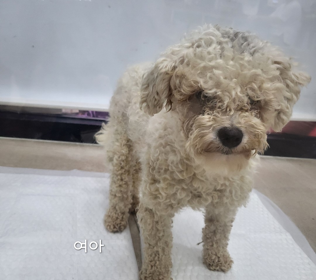 푸들 이미지 파일 입니다.