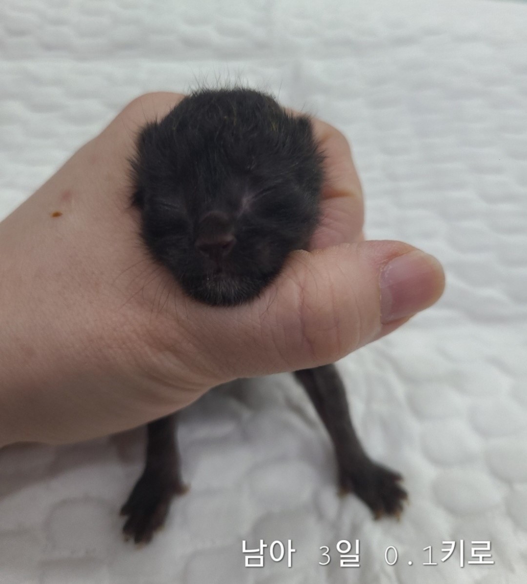 한국 고양이 이미지 파일 입니다.