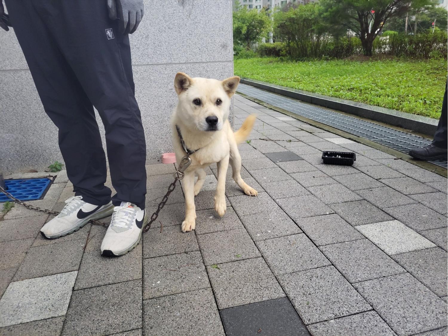 믹스견 이미지 파일 입니다.
