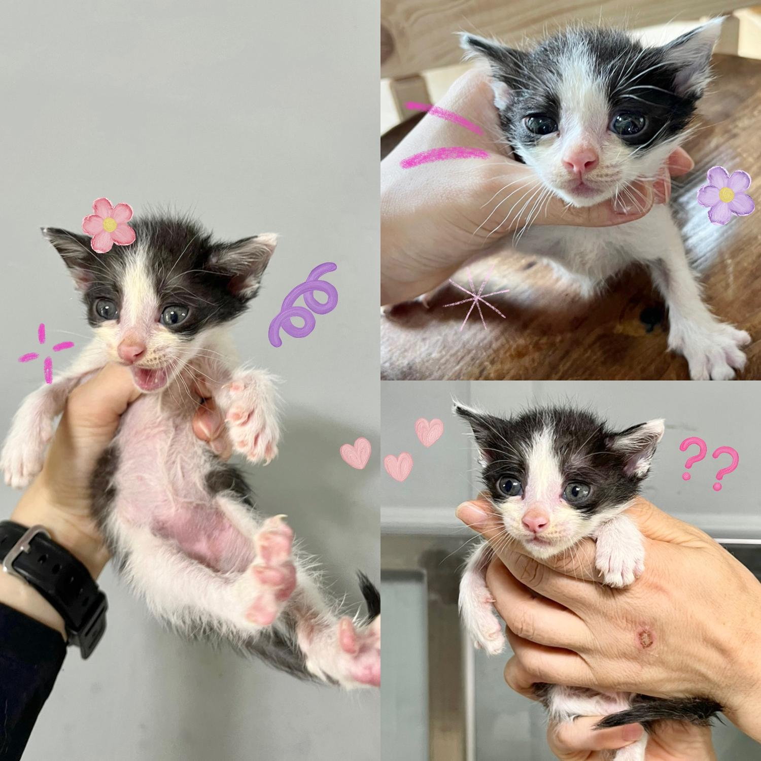한국 고양이 이미지 파일 입니다.