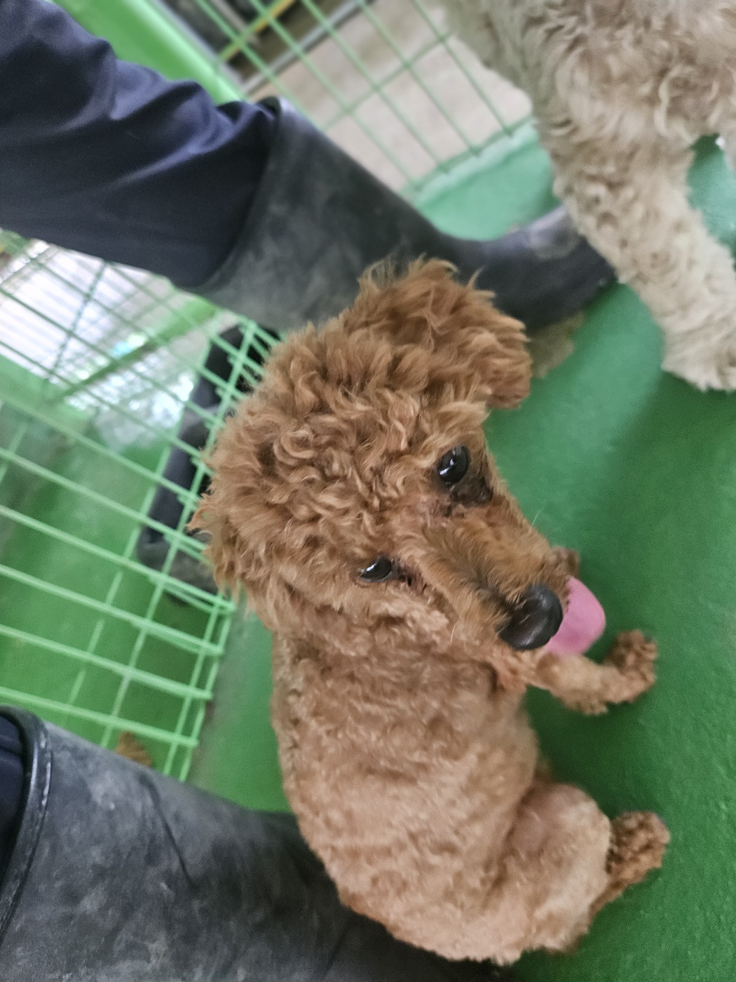 푸들 이미지 파일 입니다.