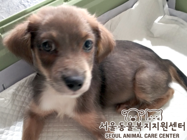 믹스견 이미지 파일 입니다.