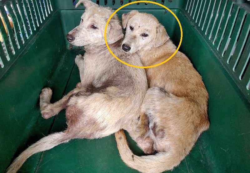 믹스견 이미지 파일 입니다.
