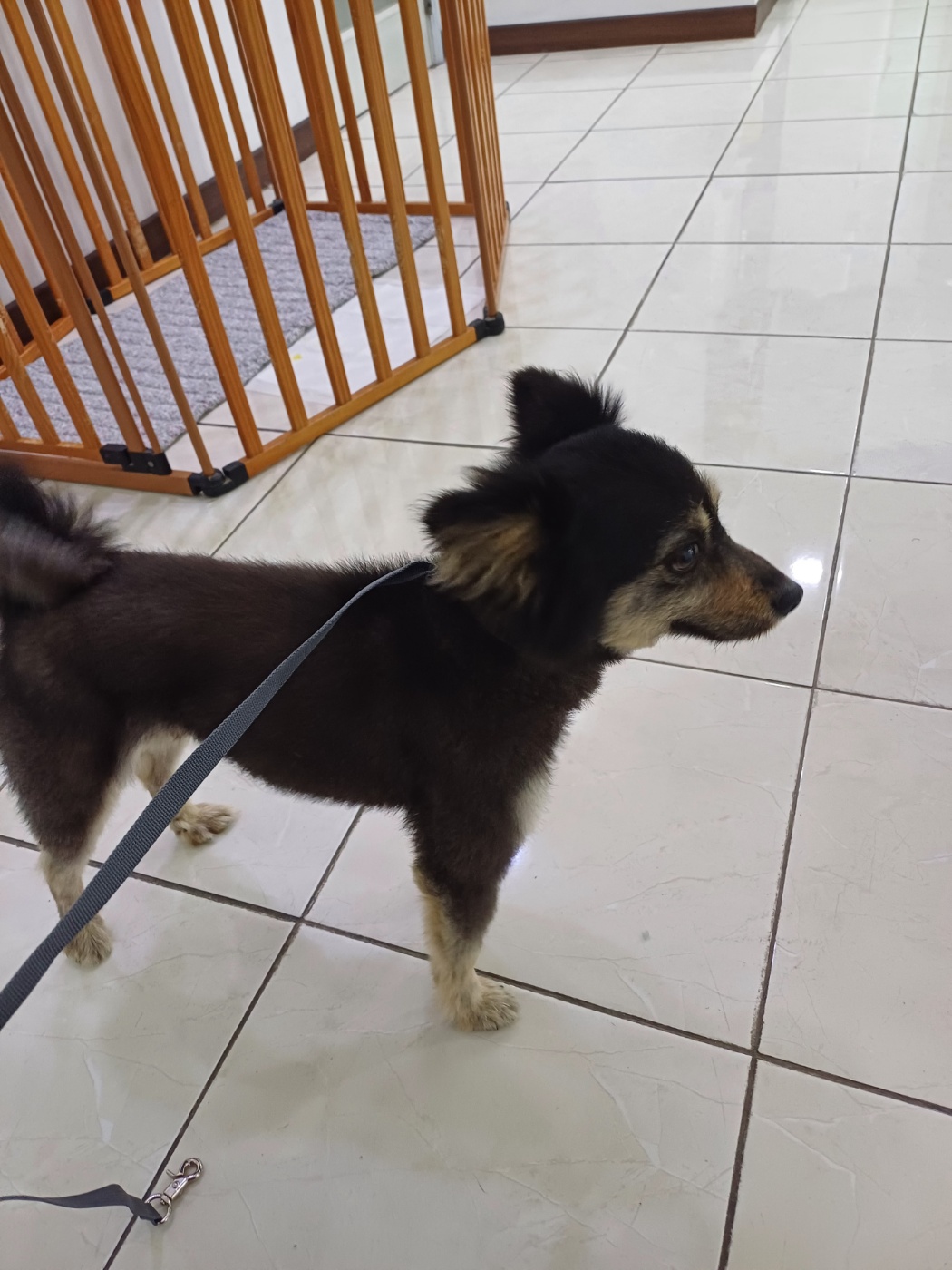 포메라니안 이미지 파일 입니다.