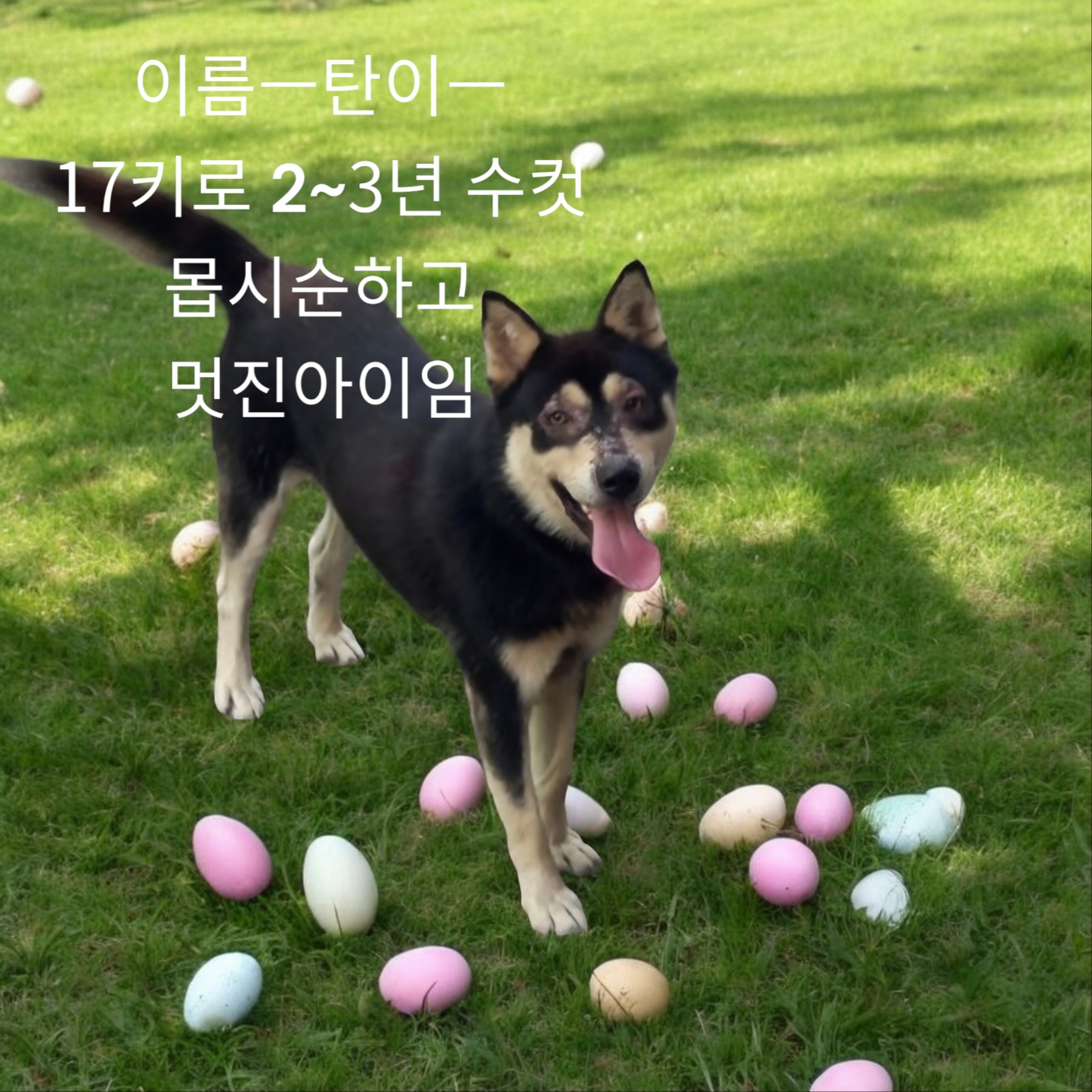 진도견 이미지 파일 입니다.