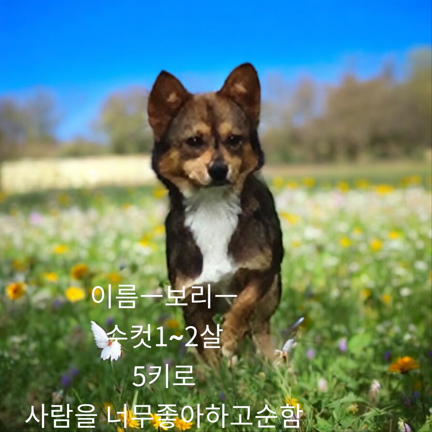 믹스견 이미지 파일 입니다.