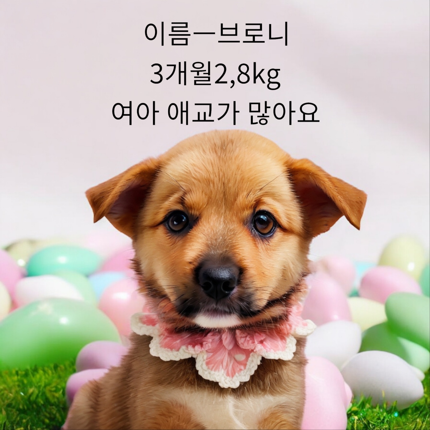 믹스견 이미지 파일 입니다.
