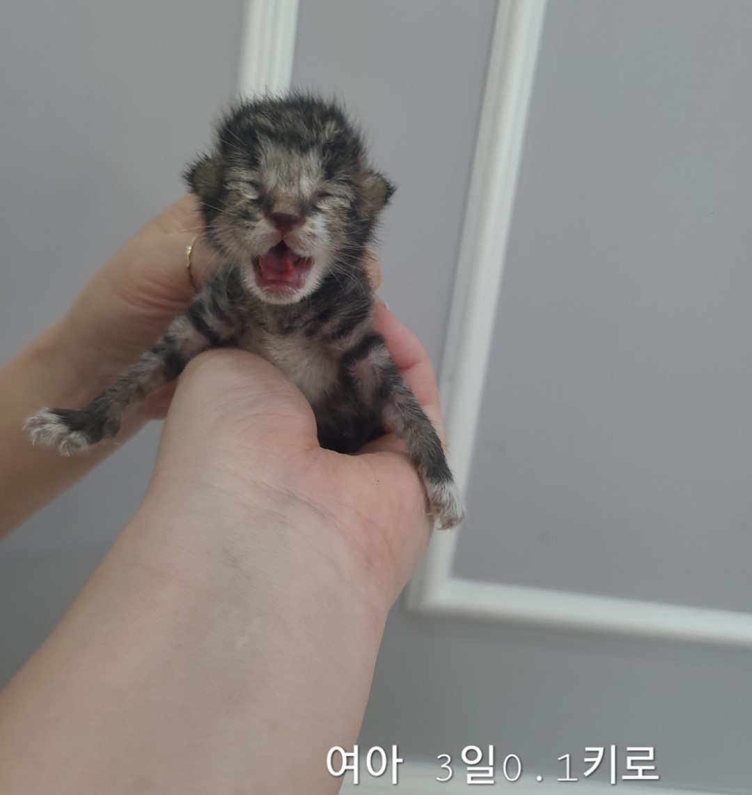 한국 고양이 이미지 파일 입니다.