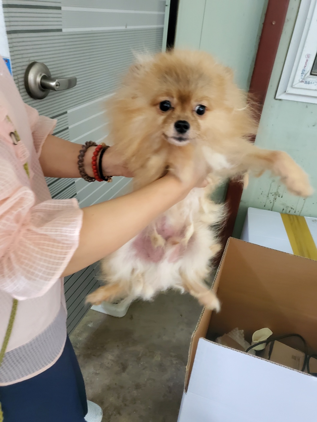 포메라니안 이미지 파일 입니다.