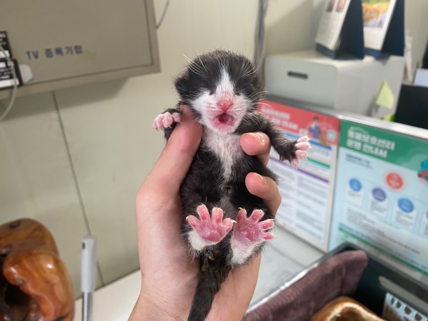 한국 고양이 이미지 파일 입니다.
