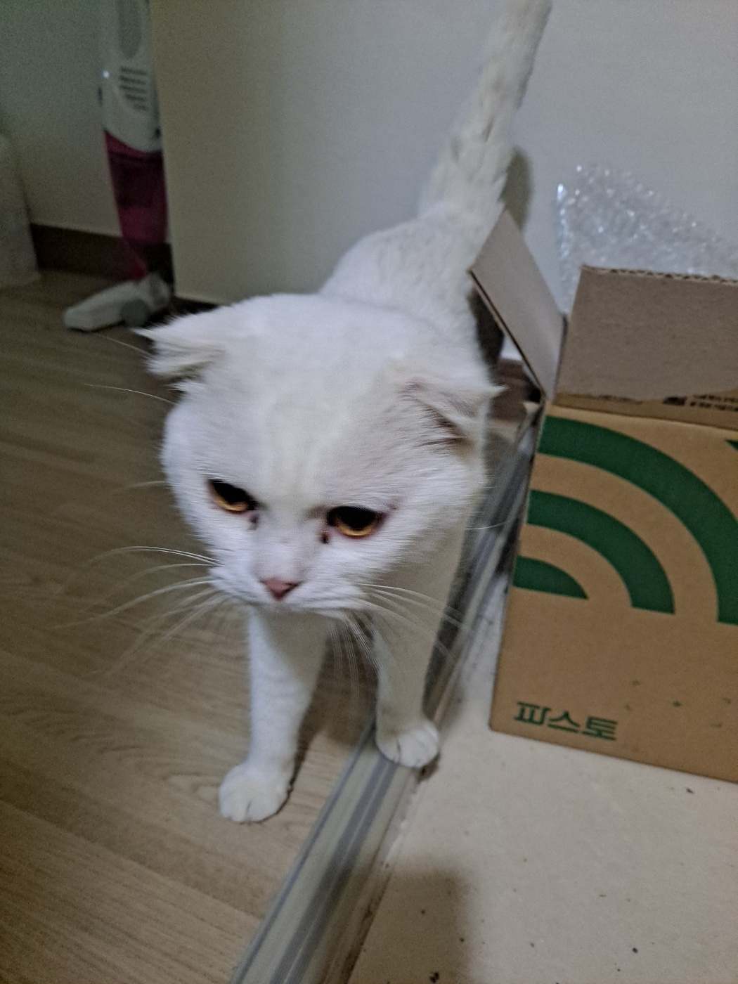 스코티시폴드 이미지 파일 입니다.