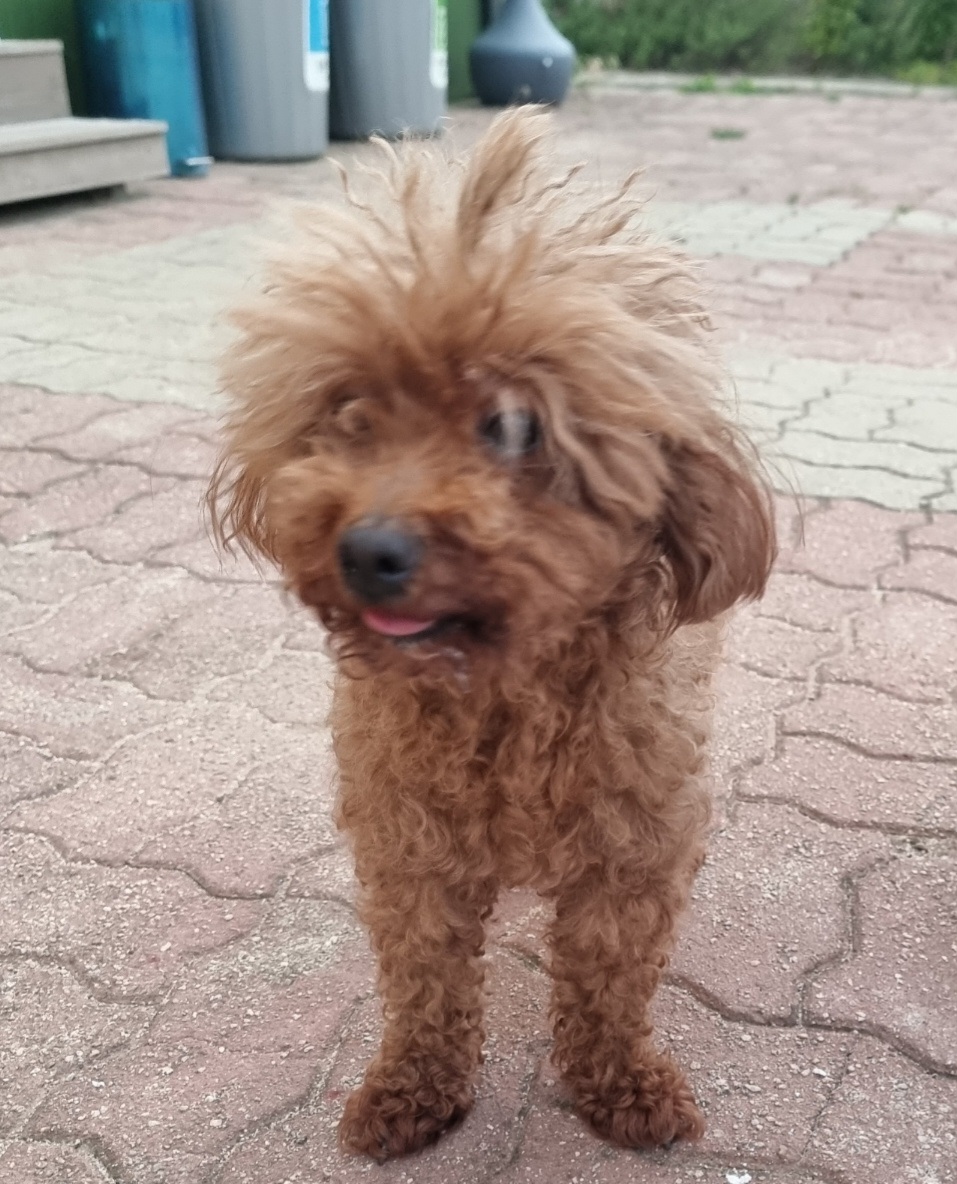 푸들 이미지 파일 입니다.