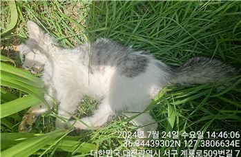 한국 고양이 이미지 파일 입니다.