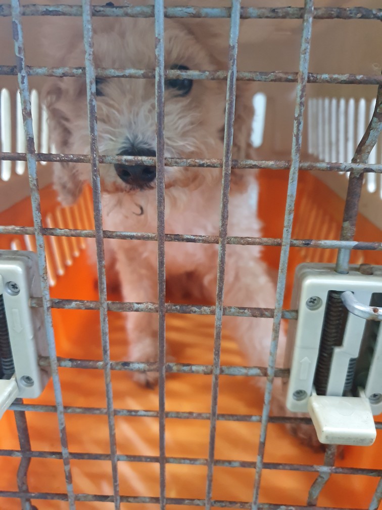 푸들 이미지 파일 입니다.