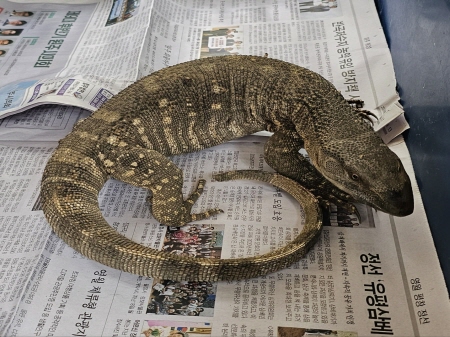 [기타축종] 블랙스롯모니터 이미지 파일 입니다.