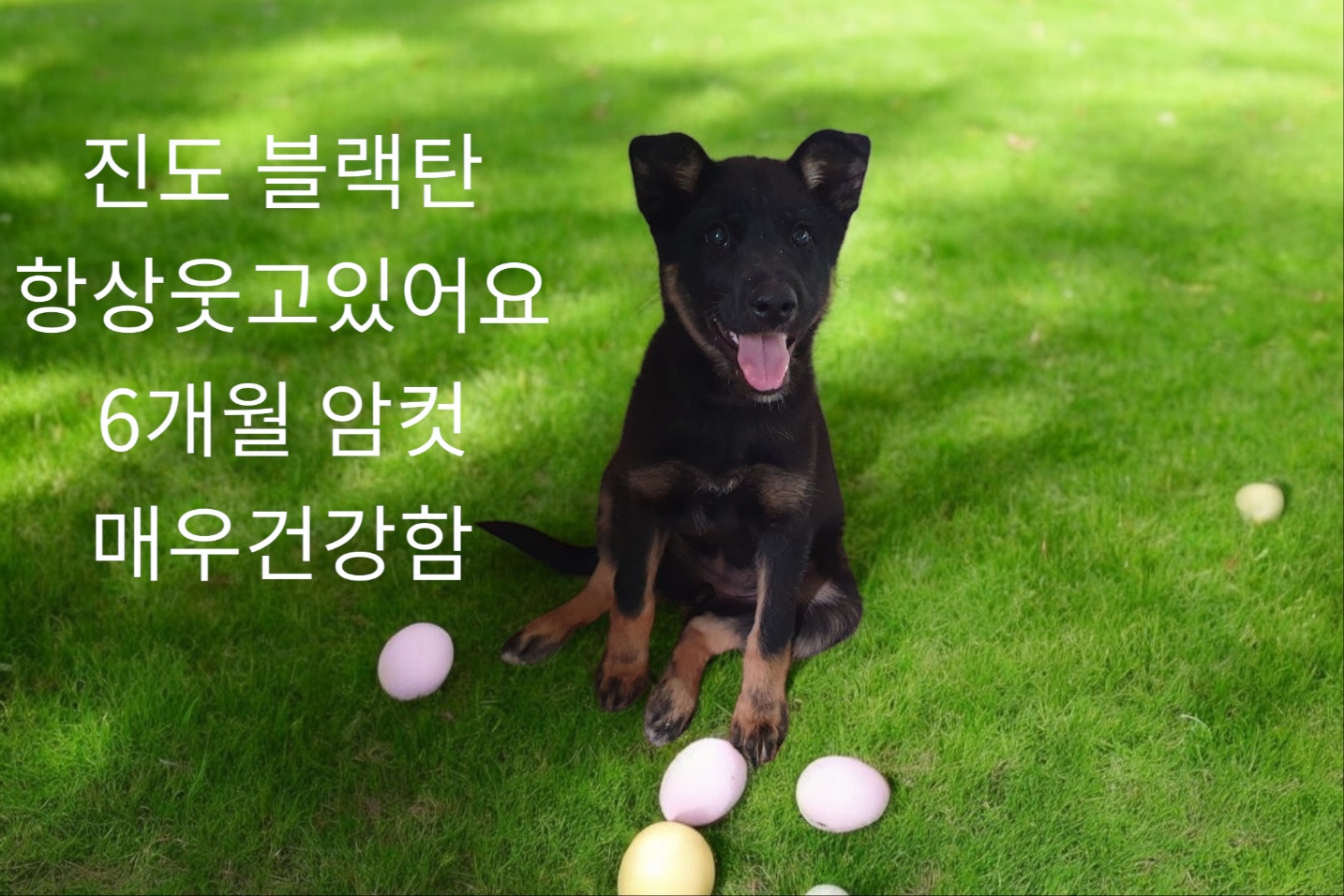 진도견 이미지 파일 입니다.