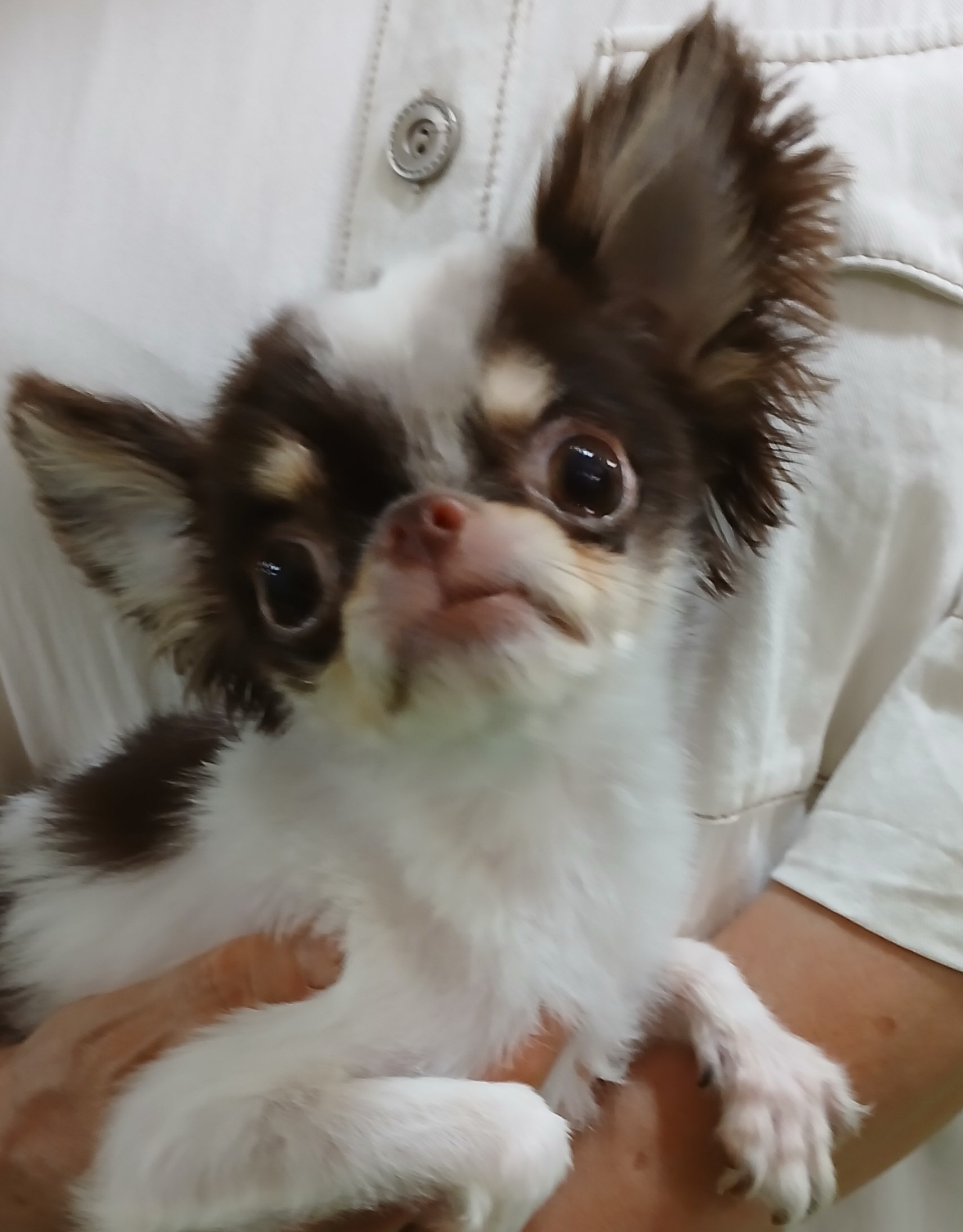치와와 이미지 파일 입니다.