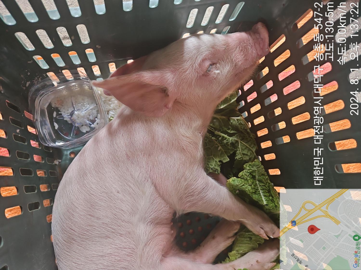 [기타축종] 돼지 이미지 파일 입니다.