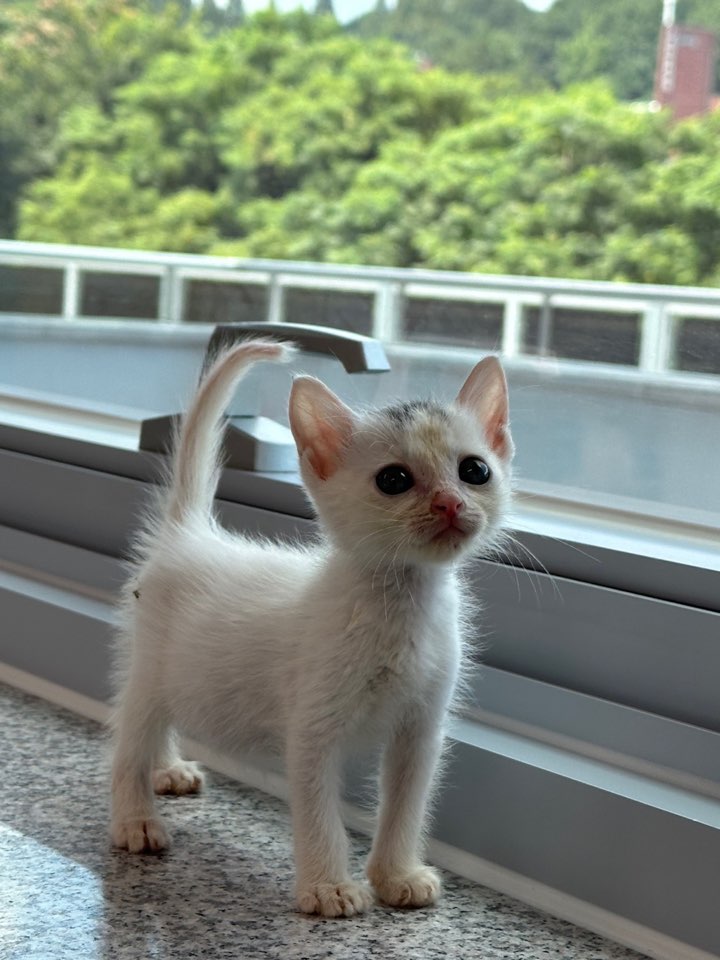믹스묘 이미지 파일 입니다.