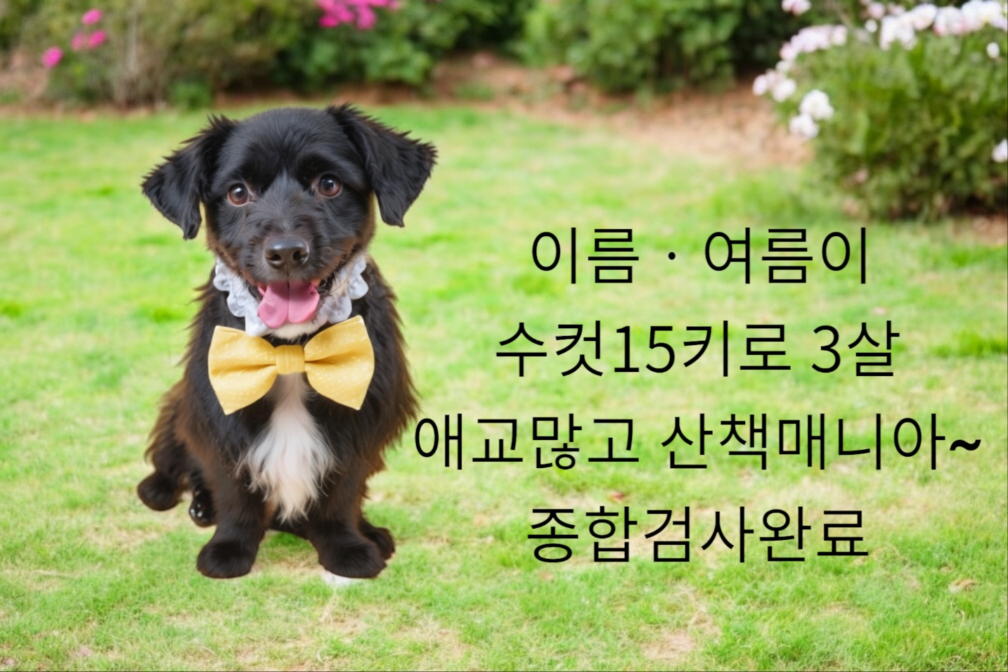 슈나우져 믹스견? 이미지 파일 입니다.