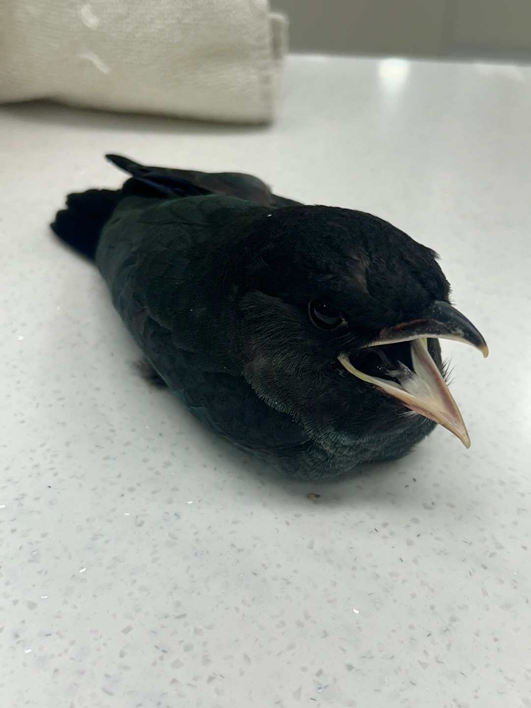 [기타축종] 새 이미지 파일 입니다.