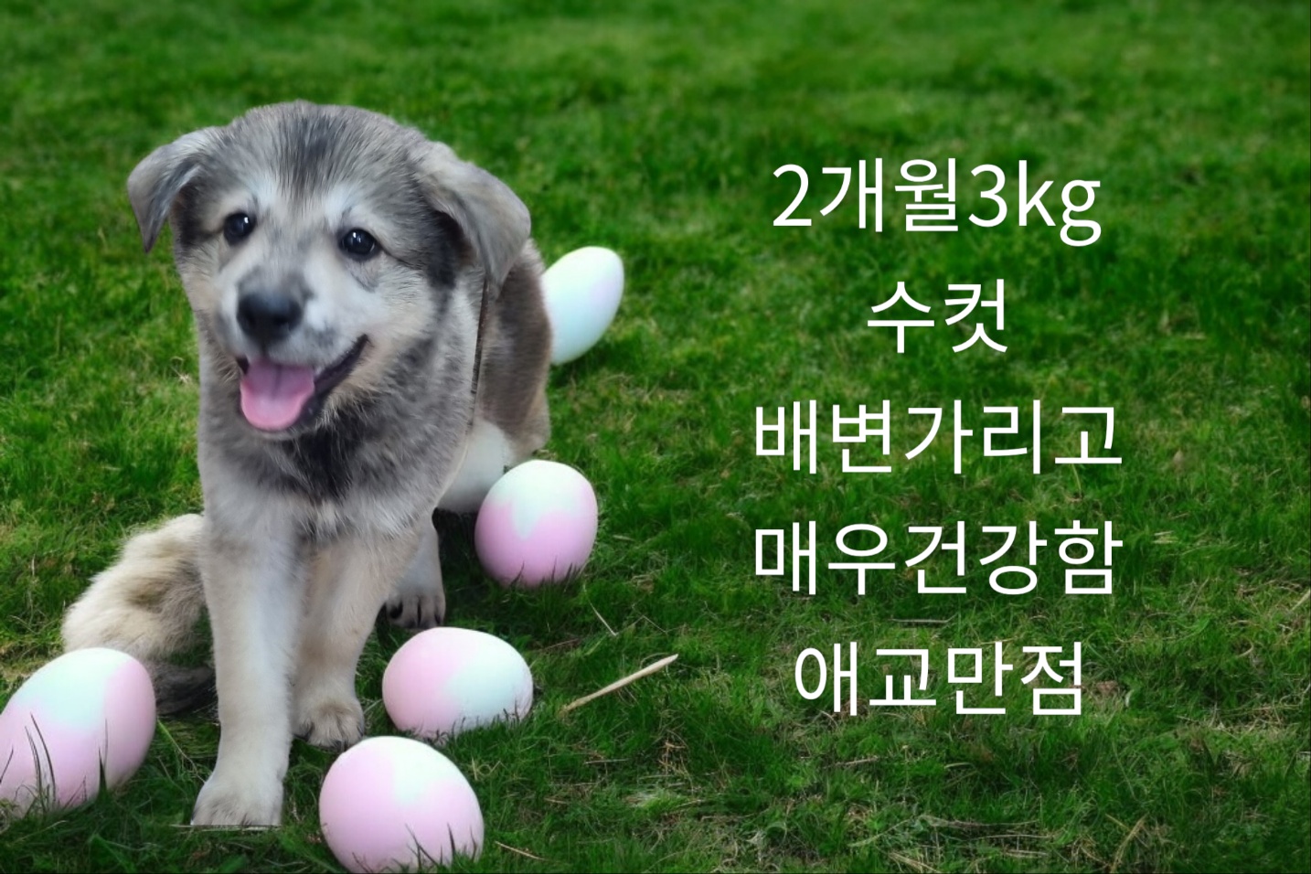 엄마는 시바믹스견 이미지 파일 입니다.