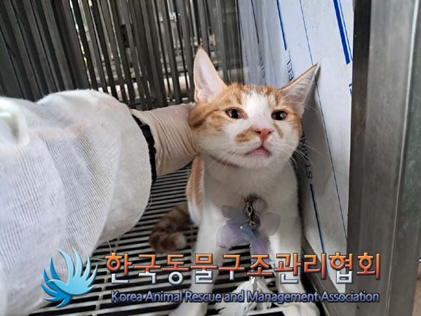 한국 고양이 이미지 파일 입니다.