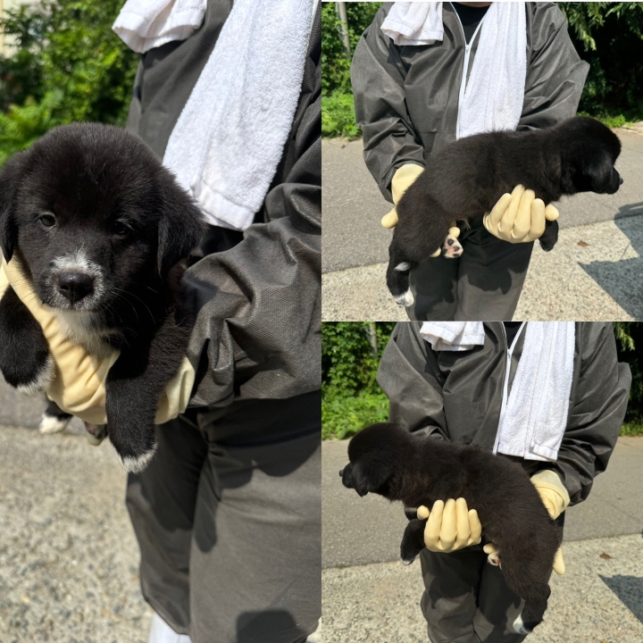 믹스견 이미지 파일 입니다.