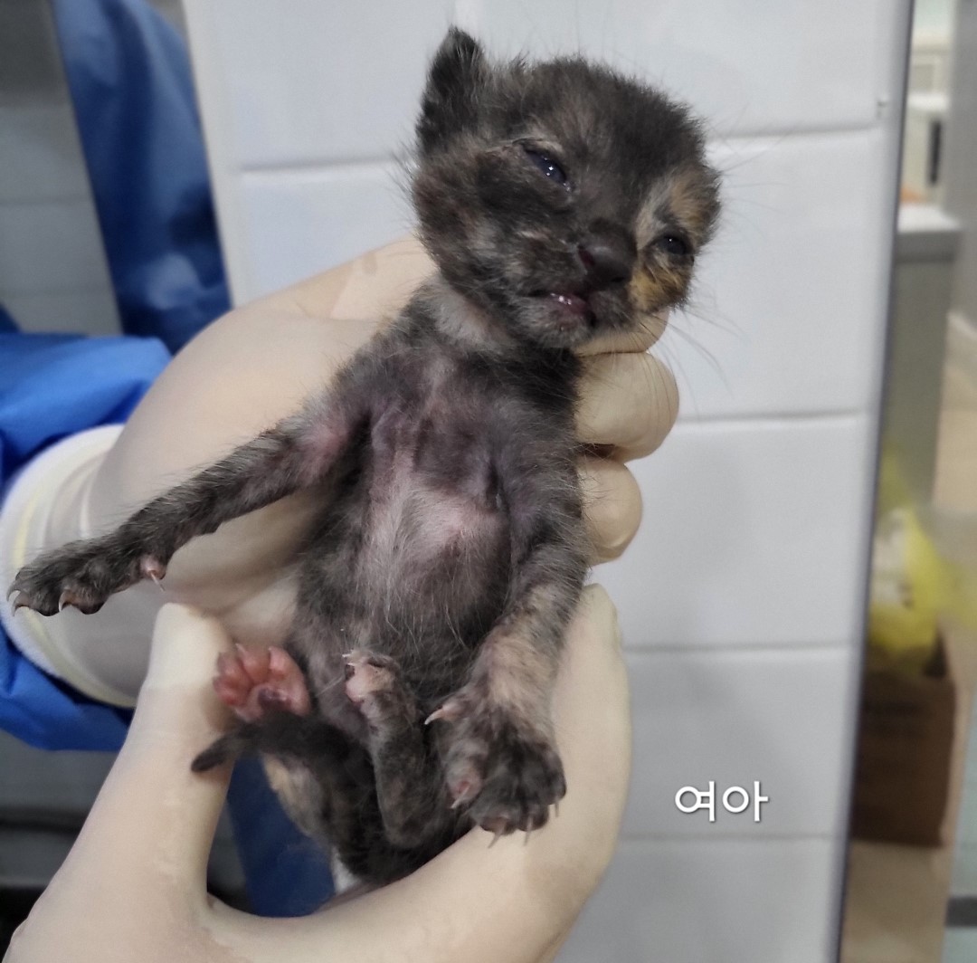 한국 고양이 이미지 파일 입니다.