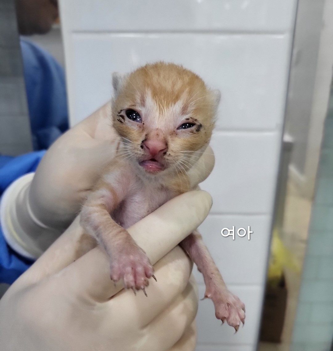 한국 고양이 이미지 파일 입니다.
