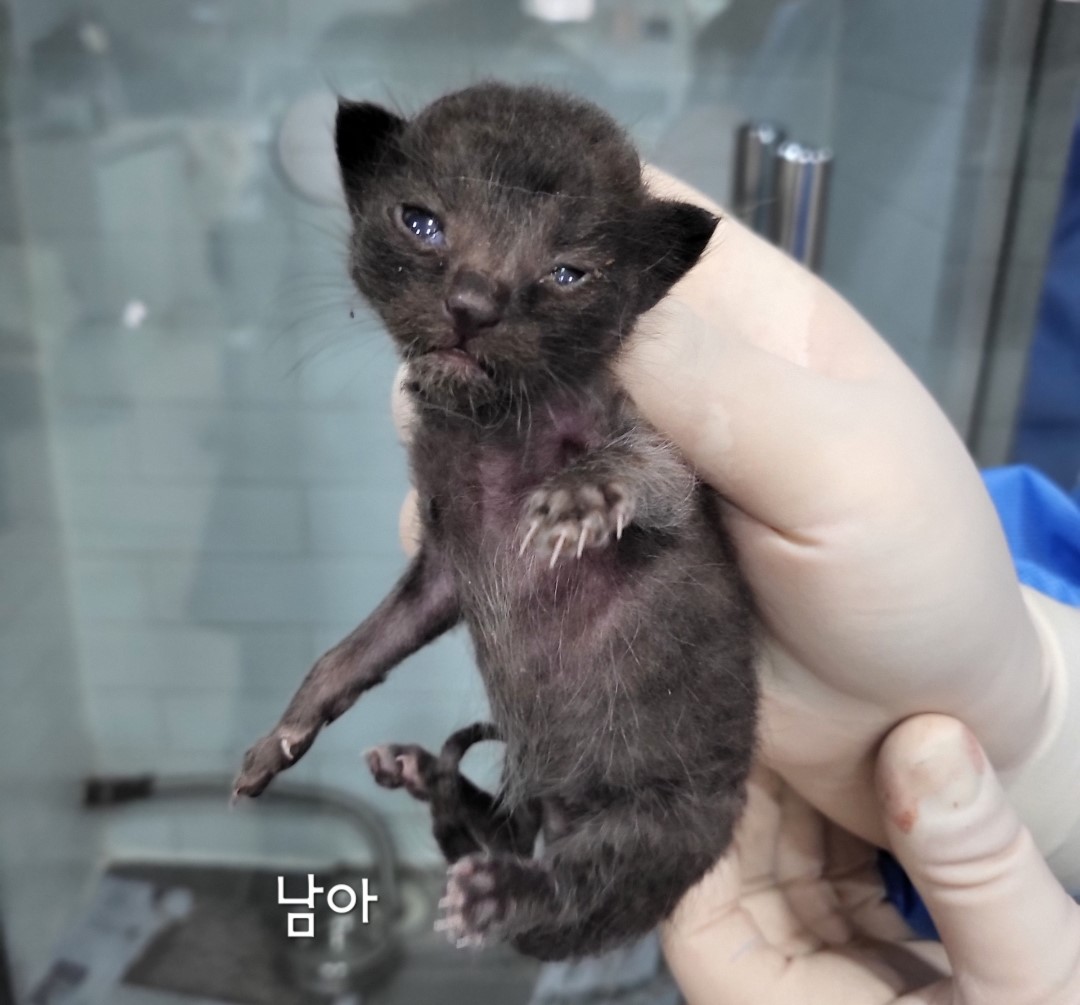 한국 고양이 이미지 파일 입니다.