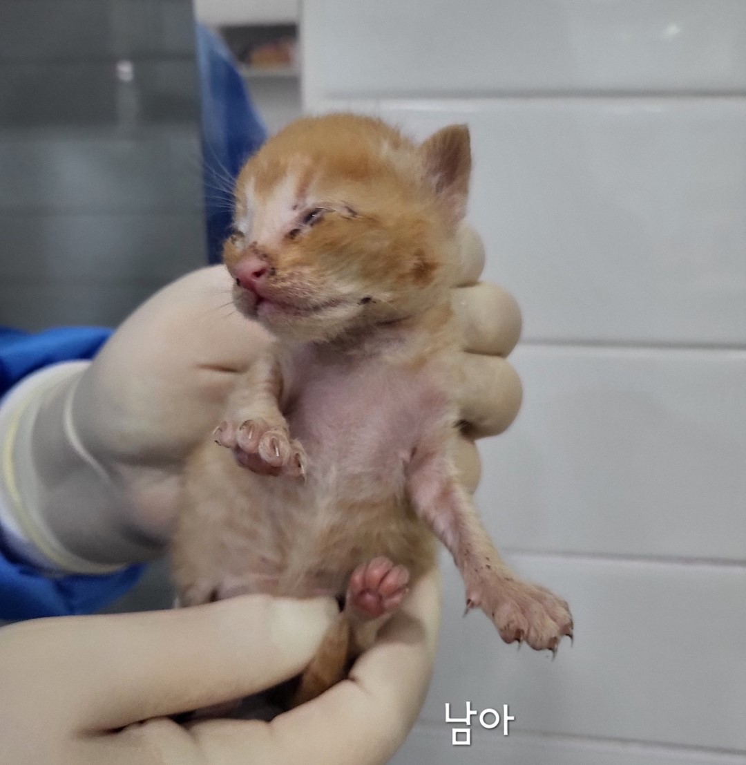 한국 고양이 이미지 파일 입니다.