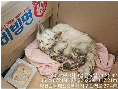 한국 고양이 이미지 파일 입니다.
