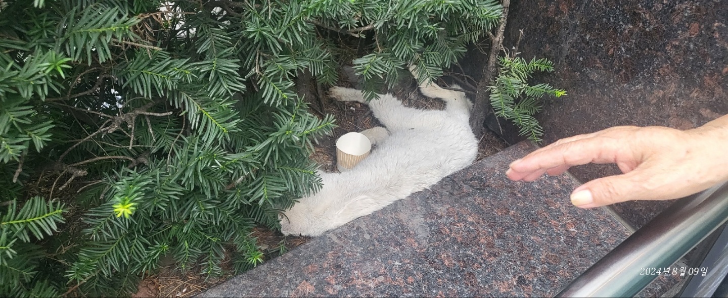 한국 고양이 이미지 파일 입니다.