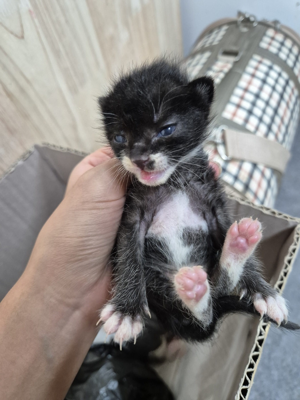 한국 고양이 이미지 파일 입니다.