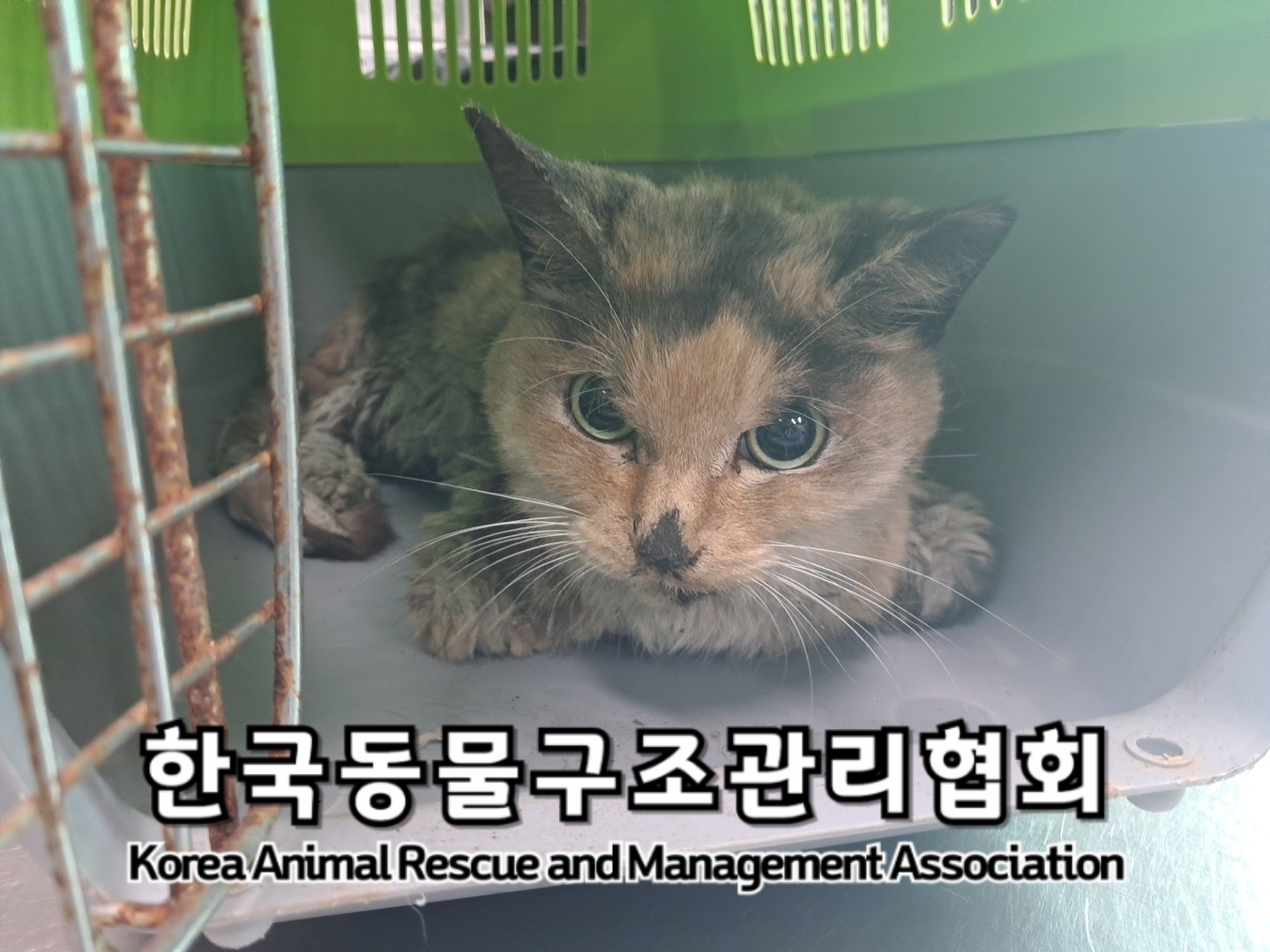 한국 고양이 이미지 파일 입니다.