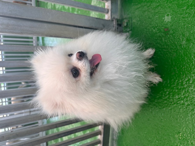 포메라니안 이미지 파일 입니다.