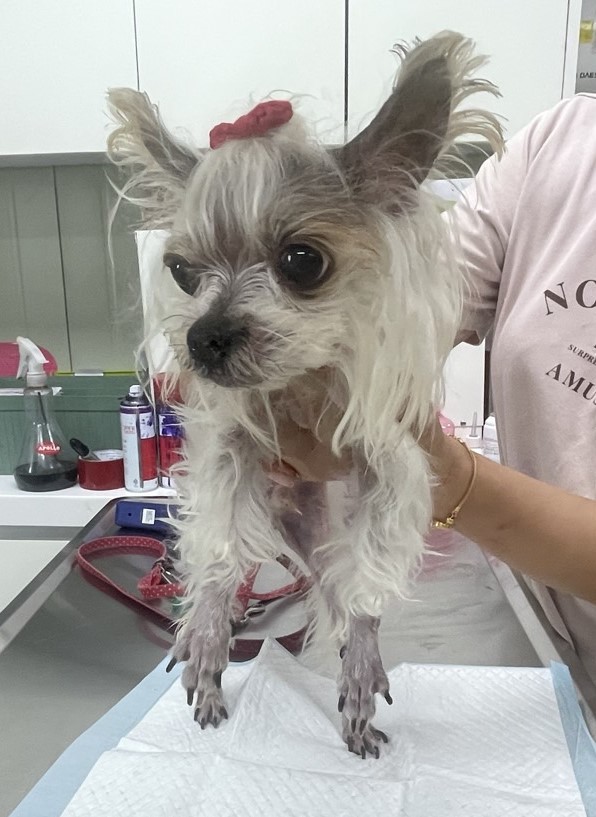 요크셔 테리어 이미지 파일 입니다.